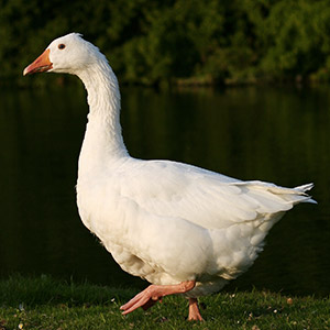 A big goose